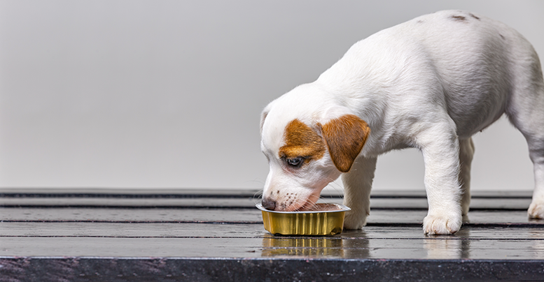 Влажный корм для собак мелких, средних, крупных пород: рейтинг по качеству