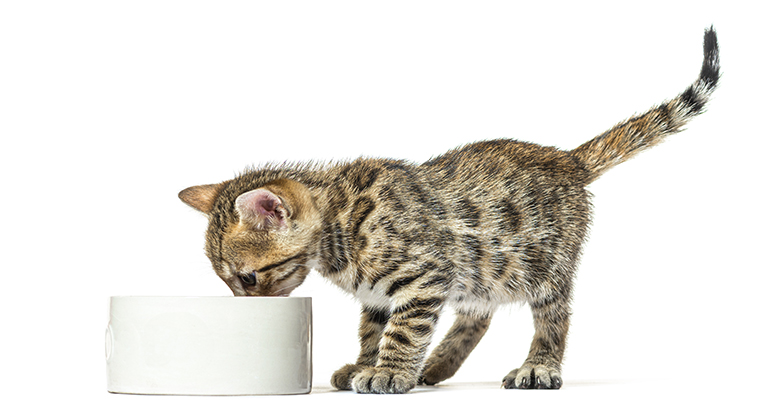 Чем кормить бенгальского котенка: лучшие готовые корма