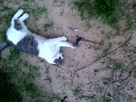 Пользовательская фотография №1 к отзыву на Фронтлайн Спот-Он Капли от блох и клещей для кошек
